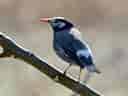 鳥類図鑑・ムクドリ 3